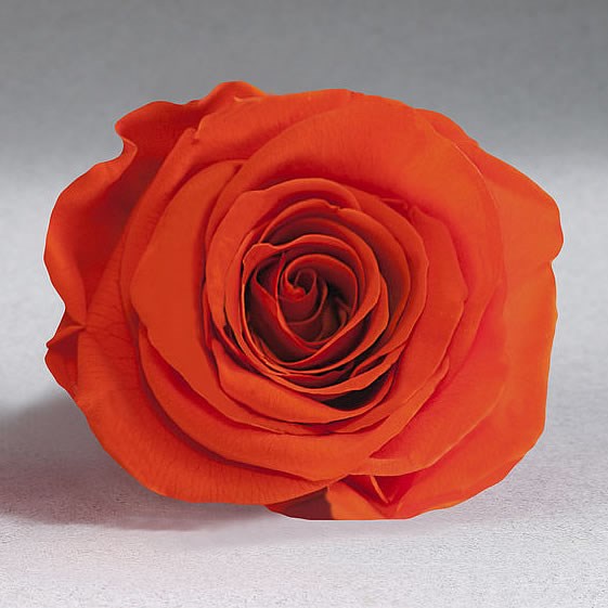 Preserved Roses - Orange (02)