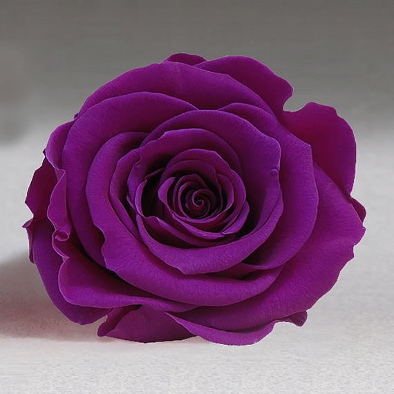 Preserved Roses - Purple (02)