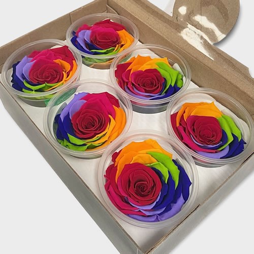 Luxury One Year Preserved Roses Rainbow XL Preserved Rose Heads UK