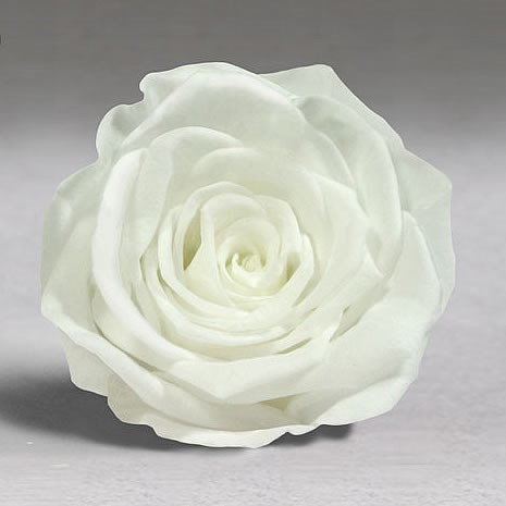 Luxury One Year Preserved Roses - White (01) | Wholesale Dutch Flowers &  Florist Supplies UK