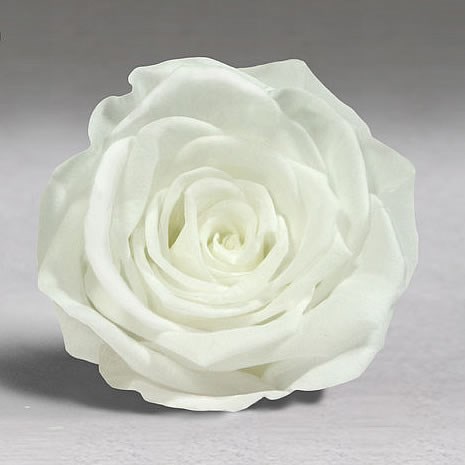 Luxury One Year Preserved Roses - White (01) | Wholesale Dutch Flowers & Florist Supplies UK Luxury One Year Preserved Roses - White (01) | Wholesale Dutch Flowers & Florist Supplies UK