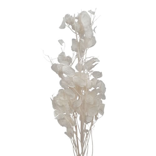 Lunaria (Honesty) Preserved & Bleached