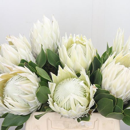 Protea Arctic Ice