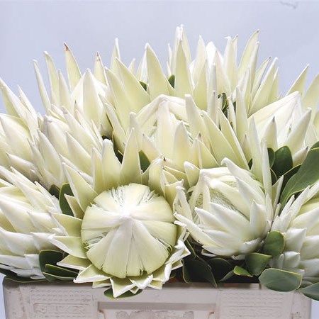 Protea Arctic Ice