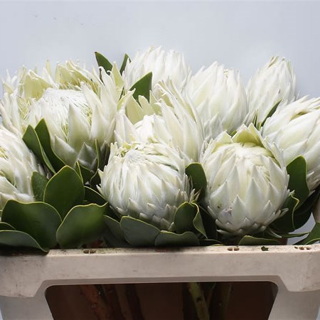 Protea Arctic Ice