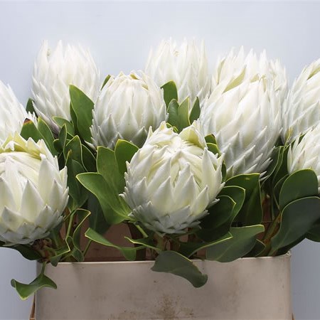 Protea Arctic Ice