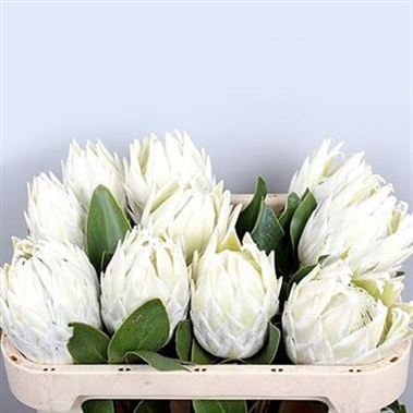 Protea Cynaroides Arctic Ice