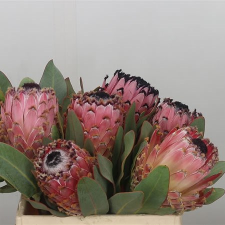 Protea Barbigera