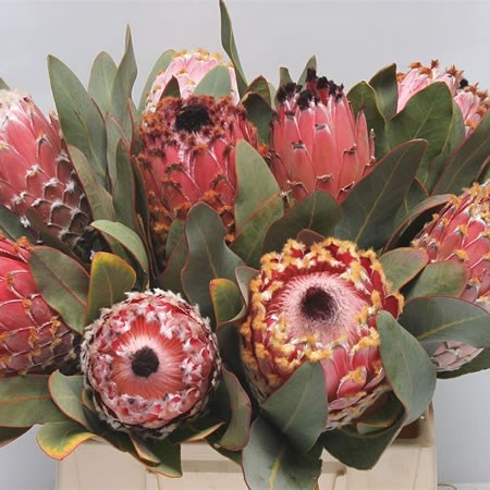 Protea Barbigera