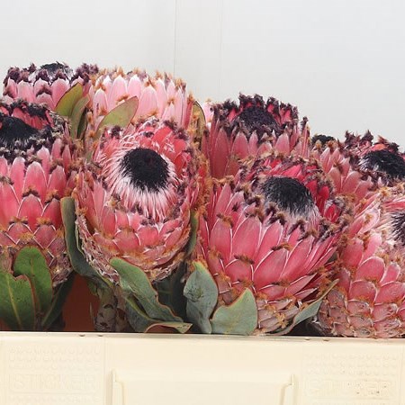 Protea Barbigera