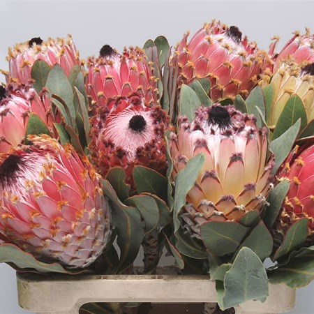 Protea Barbigera