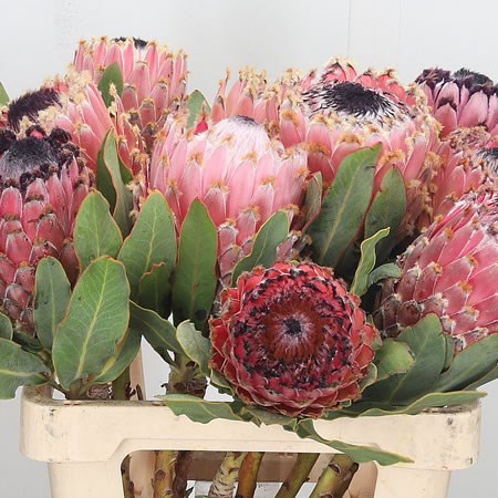 Protea Barbigera