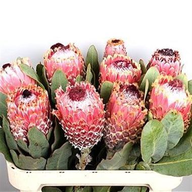 Protea Barbigera