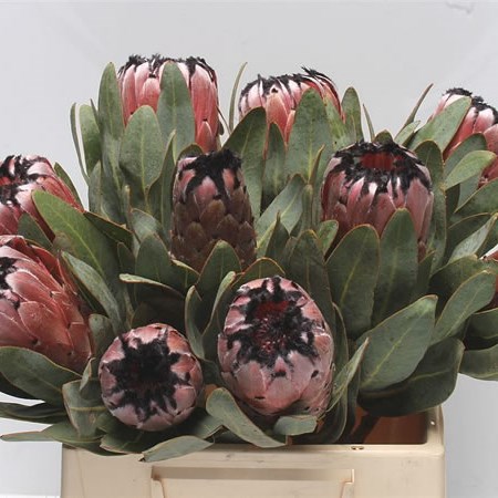 Protea Black Beauty