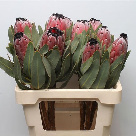 Protea Black Beauty