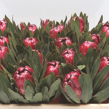 Protea Brenda