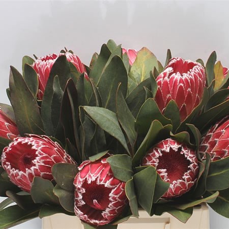 Protea Candida