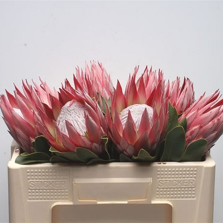 Protea Clare