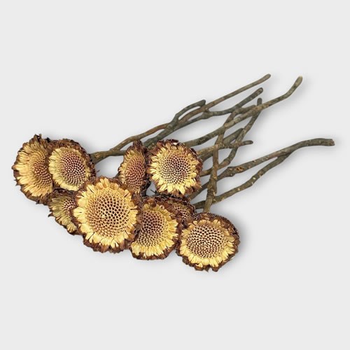 Protea Compacta Natural (Dried)