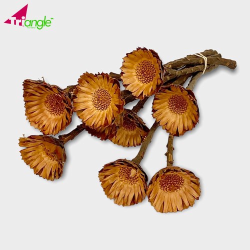 Protea Compacta Natural Dried 25cm Dried Flowers Wholesale UK