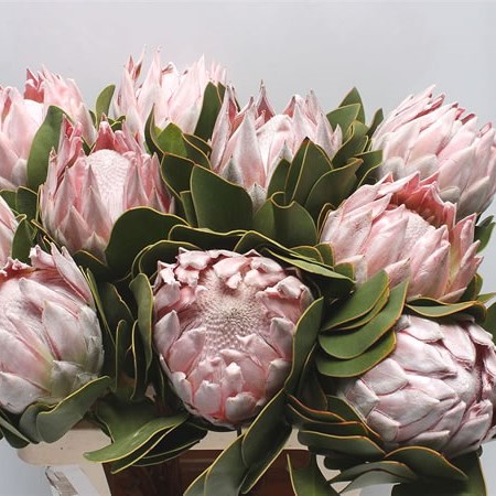 Protea Cynaroides