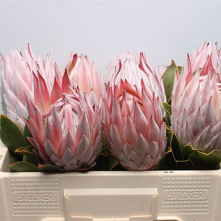 Protea Cynaroides