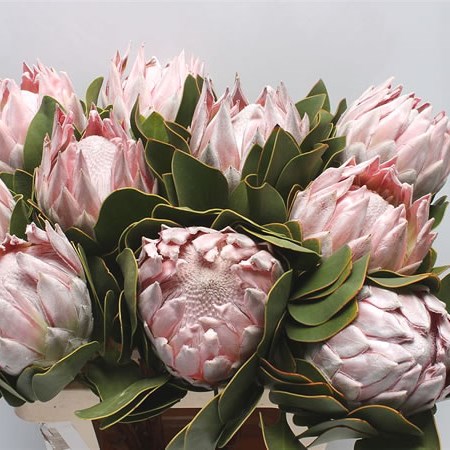 Protea Cynaroides