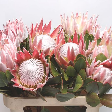 Protea cynaroides discount
