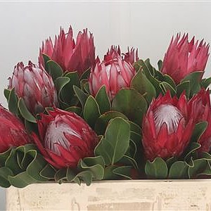 Protea Cynaroides Madiba