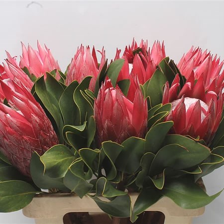 Protea Cynaroides Madiba