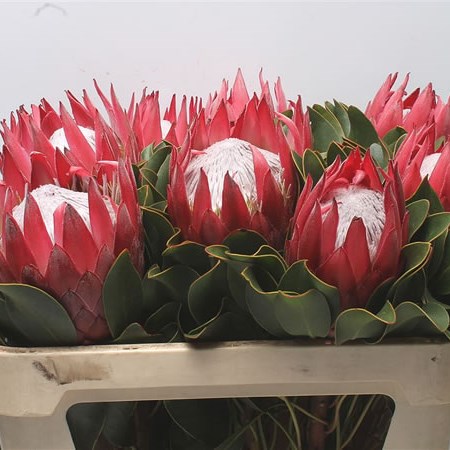 Protea Cynaroides Madiba