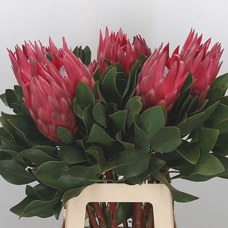 Protea Cynaroides Madiba