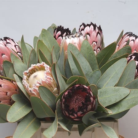 Protea Didi
