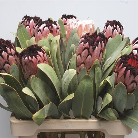 Protea Didi