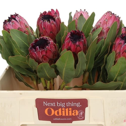 Protea Early Mountain Queen