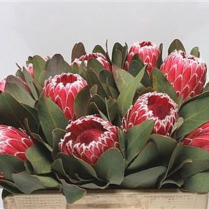 Protea Empress