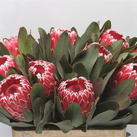 Protea Empress