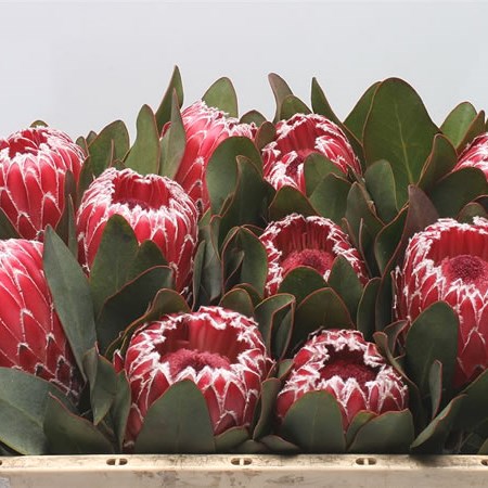 Protea Empress