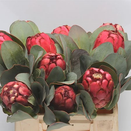 Protea Grandiceps