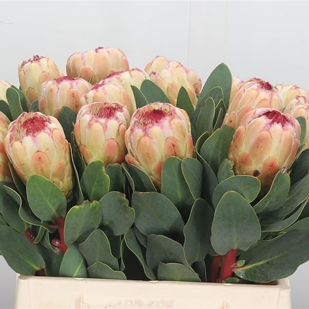 Protea Grandicolor