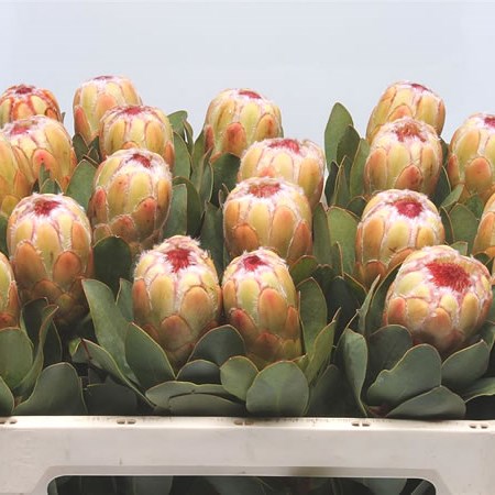 Protea Grandicolor