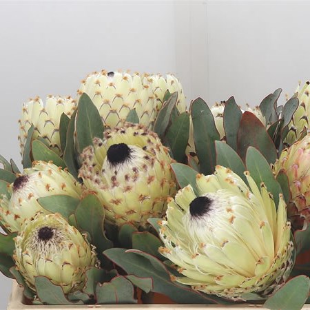 Protea Ice Queen