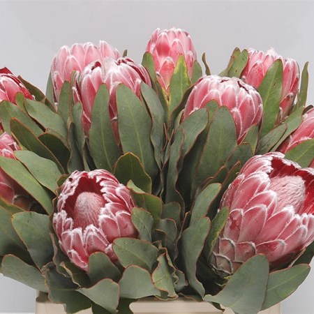 Protea Lady Di