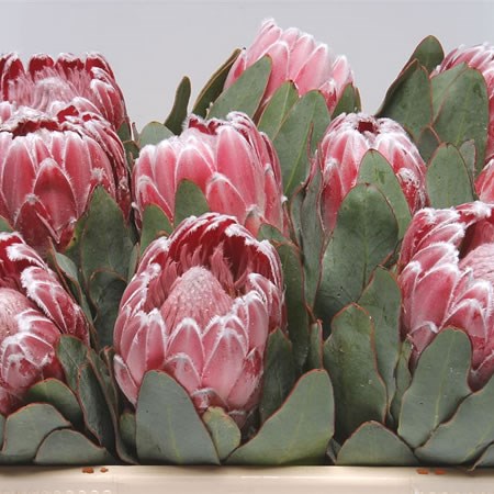 Protea Lady Di