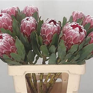 Protea Lady Di