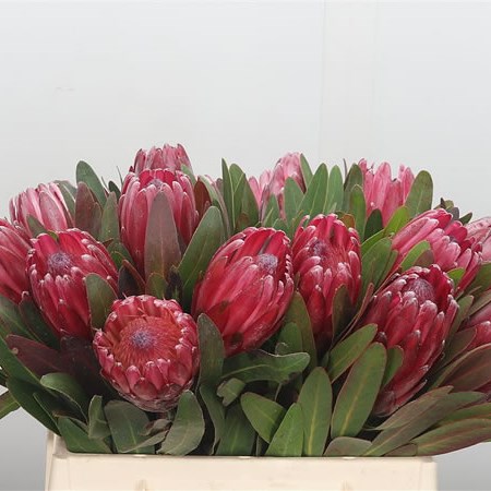 Protea Lancelot