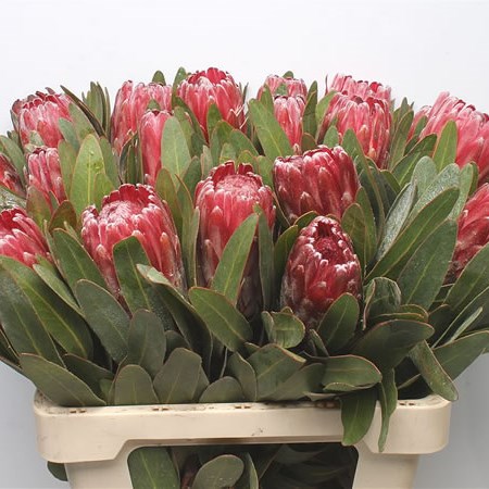 Protea Lancelot