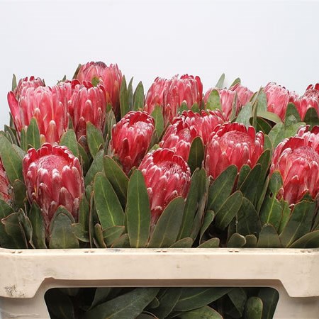 Protea Lancelot