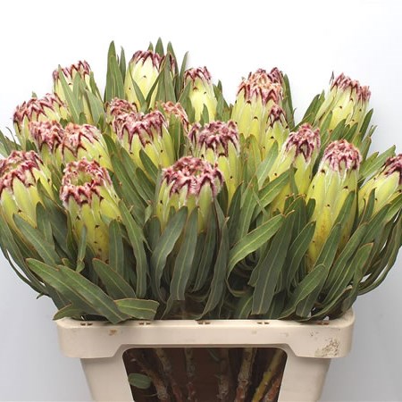 Protea Limelight