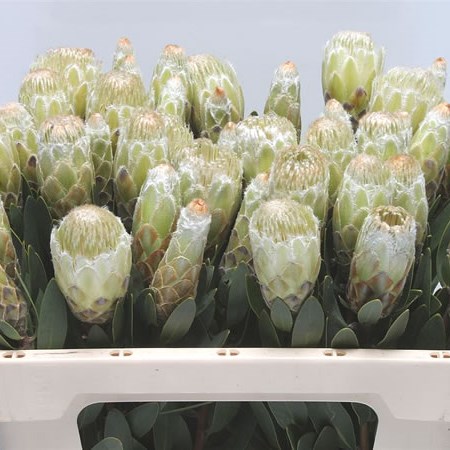 Protea Little Lady White